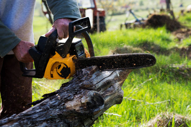 Trusted Clover, SC Tree Care Experts